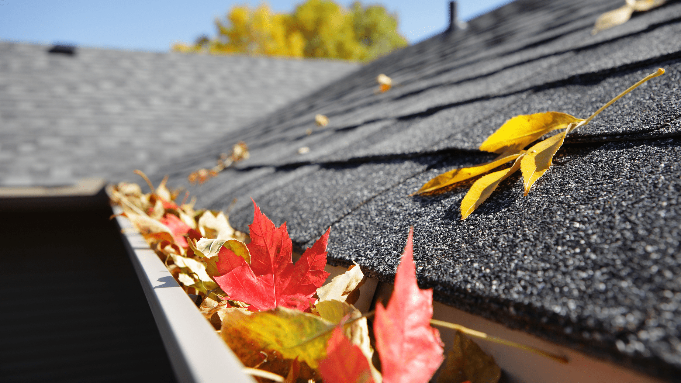 leaves in a gutter